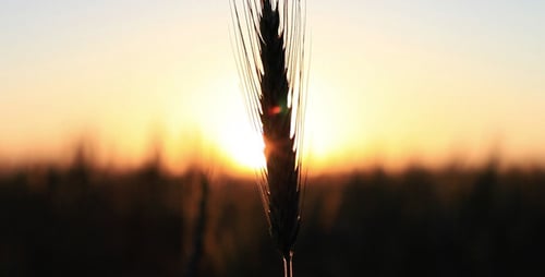 Cereal At Sunset