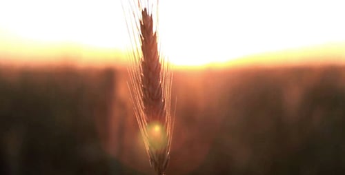Golden Wheat Glistening in the Sunrise