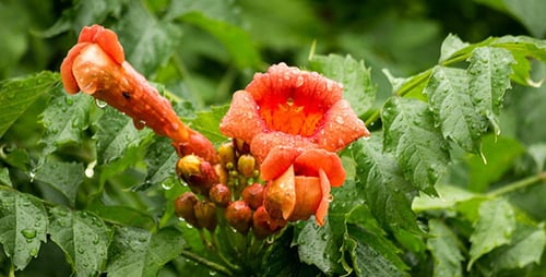 Rain-Kissed Trumpet Vine Flowers Blooming in Greenery