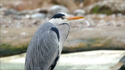 Ein Graureihervogel mit einem langen orangefarbenen Schnabel