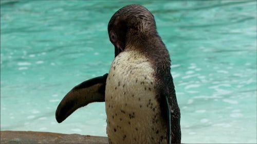 Penguin Grooms its Feathers by Bright Water