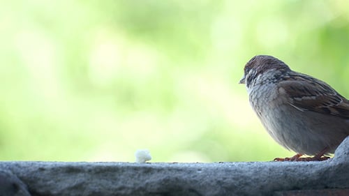 Sparrow perched on wall eats piece of food