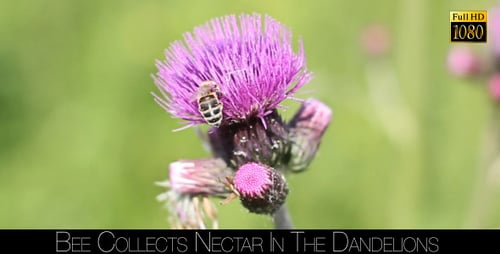 Bee on Thistle Flower Gathering Pollen Close Up