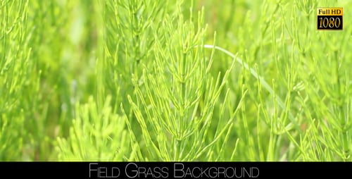 Field Grass Background