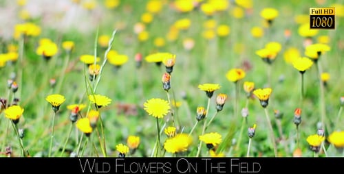Wild Flowers On The Field 2