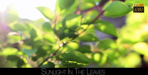 Sunlight In The Leaves 29