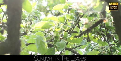Sunlight In The Leaves 31