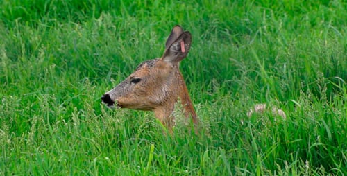 Deer Grazing Peacefully in a Green Meadow