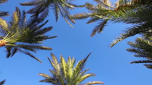 Palm Trees against Vivid Blue Sky