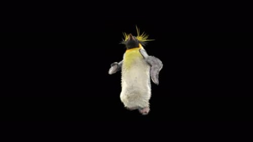 Penguin Dancing 4K