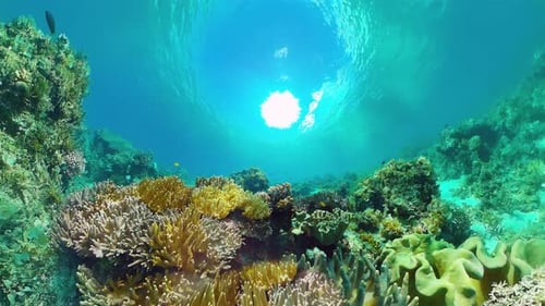 Coral Reef and Tropical Fish Underwater
