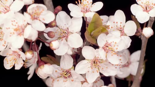 Close up of Blossoming White Flower Against Black