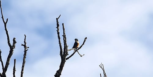 Black Thighed Falconet 02
