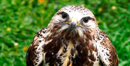 Águila