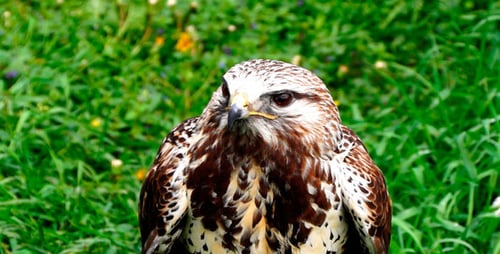 Bird Eagle