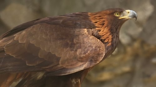 Majestic Golden Eagle Close Up in Nature