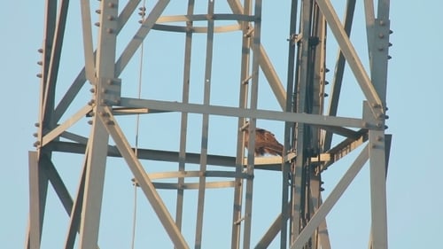 Black Kite