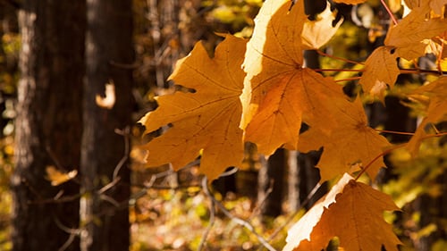 Beautiful Autumn Yellow Leaves