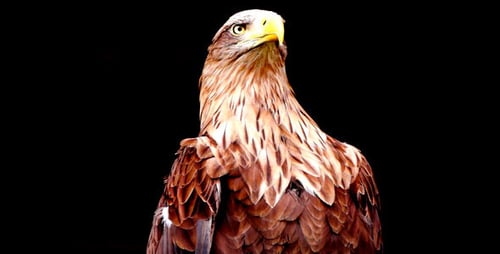 Majestic Eagle Close Up on Black Background