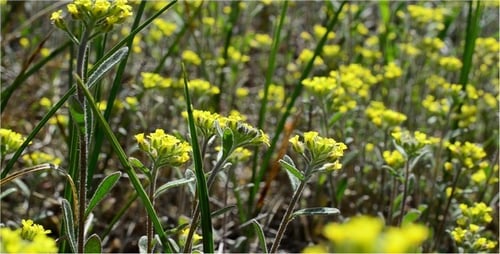 Field of Small Yellow Flowers in Spring