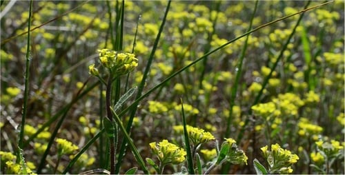 Close Up of Yellow Wildflowers in Spring Meadow