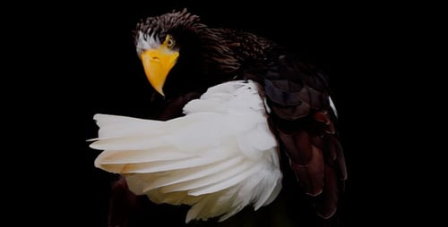 Eagle