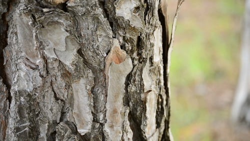 Trunk Pine Tree in Forest