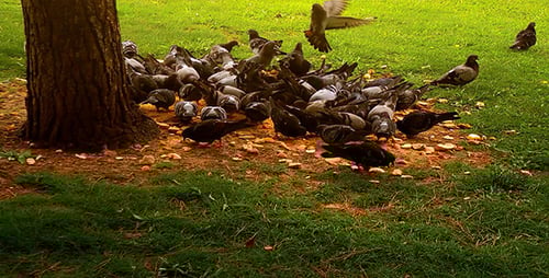 Pigeons Eating Food on Green Grass Field