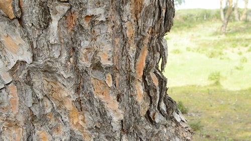 Trunk Pine Tree in Forest