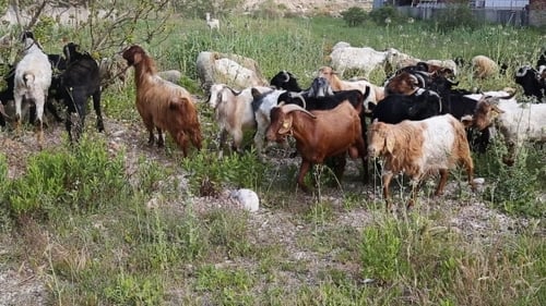 Goats Grazing In The Field