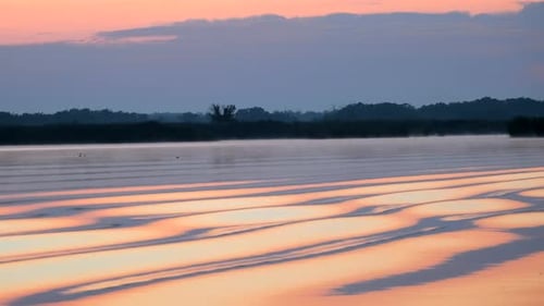 Nature background with Waterfowl birds ducks in their habitat at pond. Sunrise over lake