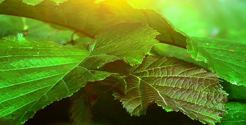 Close-Up of Green Leaves with Red Veins