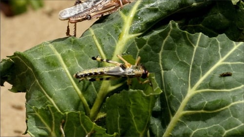 Grasshoppers Perched on a Large Green Leaf