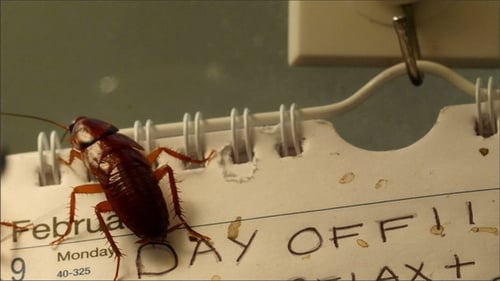 Disgusting Brown Shiny Cockroaches Crawling