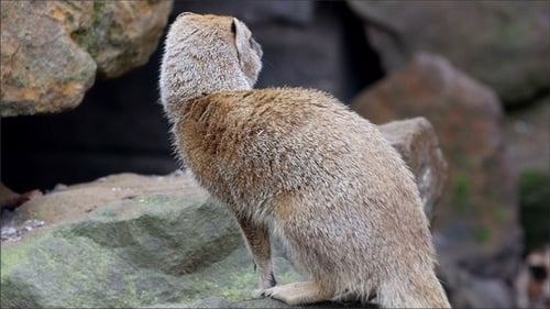 Yellow Mongoose Standing Alert on Rocks in Nature