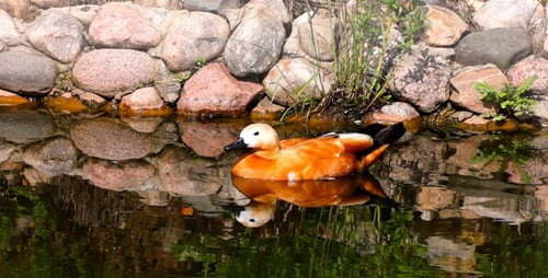 Ruddy Shelduck Swimming in Pond