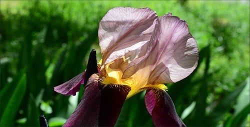Irises