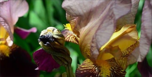 Iris 3