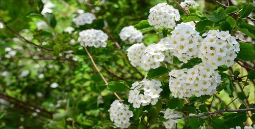 Spirea