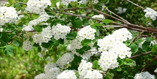 Spirea 2
