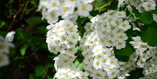 Bee Pollinating White Flowers on a Bush in Spring