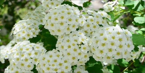 Spirea 5