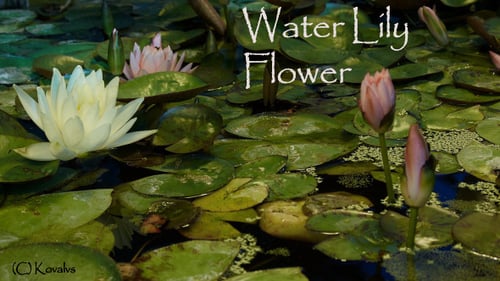 Water Lily Flower