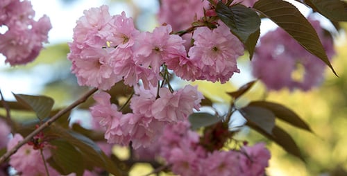Pink Blossoms Blooming on Tree Branch in Spring