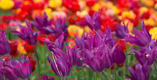 Blooming Purple Tulips Swaying in a Spring Garden