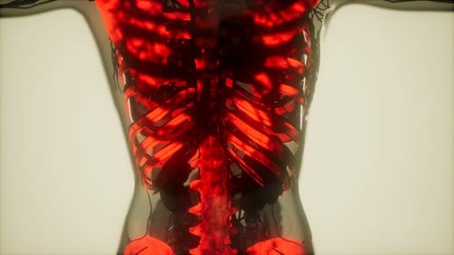 Human Skeleton Bones Scan Glowing