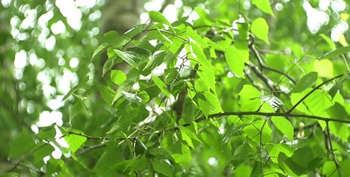 Rain 2
