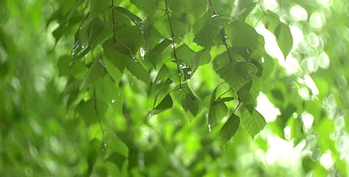 Regen 4