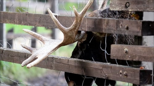 Majestic Moose Peering Through a Wooden Fence