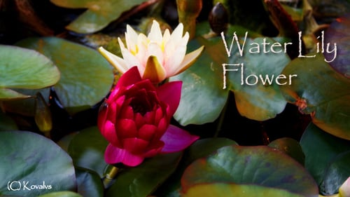 Blooming Water Lilies among Green Lily Pads